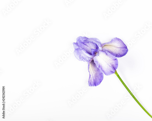 Fototapeta Naklejka Na Ścianę i Meble -  Purple iris flower on white background. Top view with copy space. Flat lay.