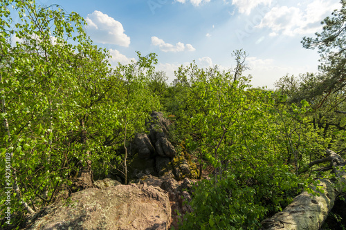 Beautiful green rocky forest while spring day.