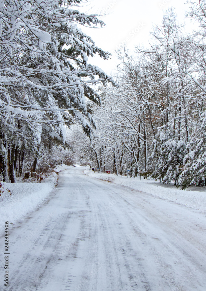 Obraz premium road in winter forest