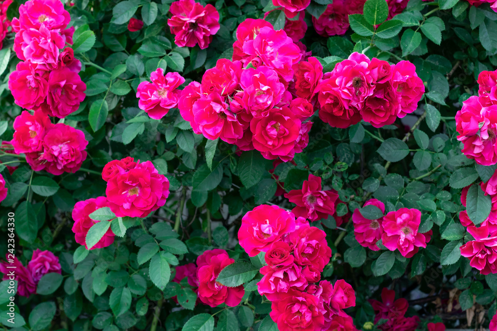 Pink rose bush. Floral summer background. Gardener and florist. Pink rose bush. Floral summer background. Gardener and florist.