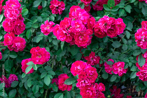 Pink rose bush. Floral summer background. Gardener and florist.
