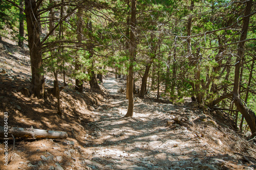 Pine forest in the mountains. Beautiful mountain landscape. Samaria Gorge  Crete  Greece .