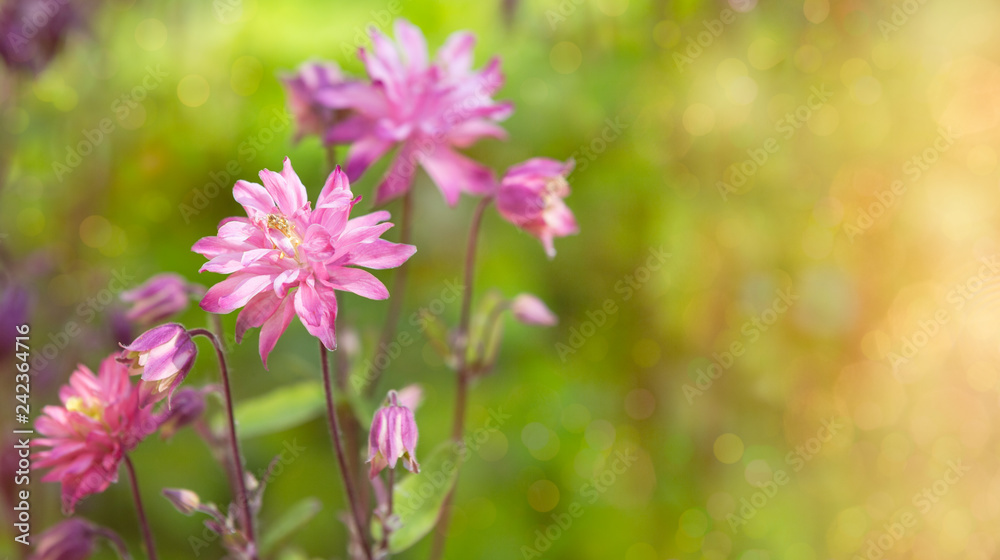 Herrliche schlichtes Blumen Bokeh Herrliche schlichtes Blumen Bokeh