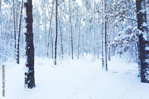 Beautiful winter landscape of snow-covered forest © LALSSTOCK