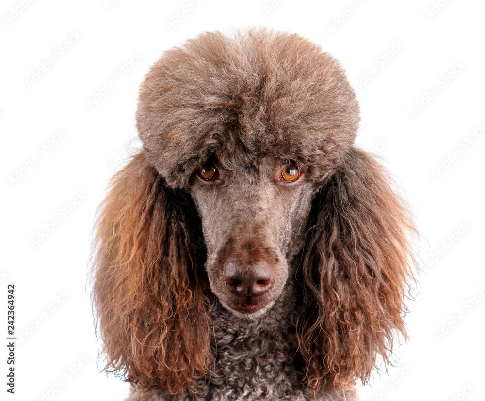 Portrait of Standard poodle isolated on white background Portrait of Standard poodle isolated on white background