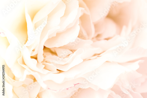 Unfocused blur rose petals, abstract romance background, pastel and soft flower card