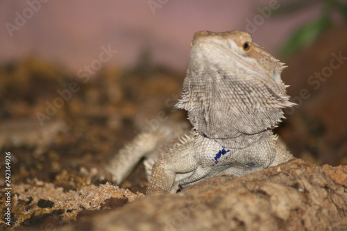 lizard on a rock