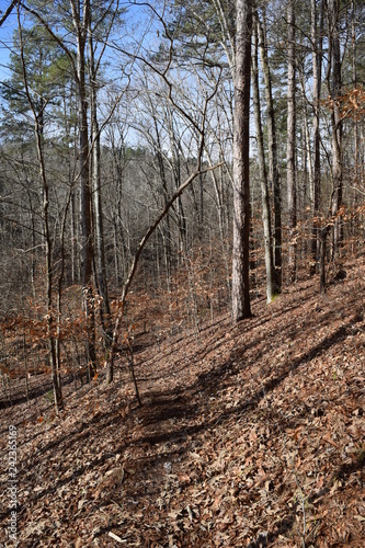 Woodland hiking trail in Big Hill Pond State Park Tennessee