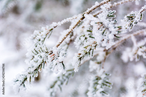 Морозный день/ Снежная еловая ветка. © burabay