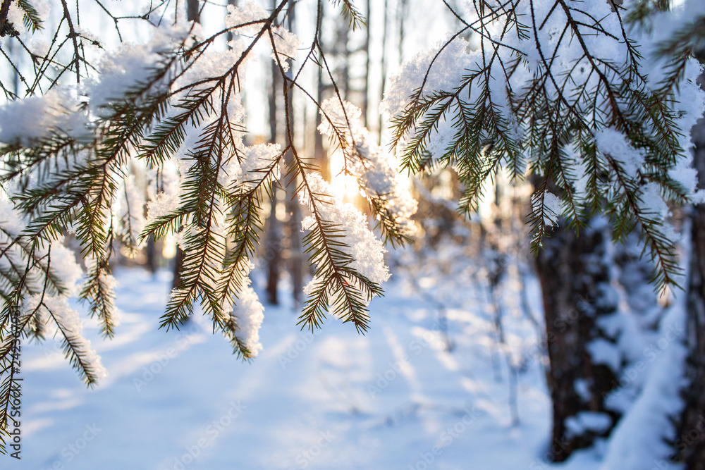 Close-up of fir branches with flakes of snow, with the dawn sun on the background. Christmas frosty morning. Winter landscape, Tranquil nature in sunlight in park Close-up of fir branches with flakes of snow, with the dawn sun on the background. Christmas frosty morning. Winter landscape, Tranquil nature in sunlight in park