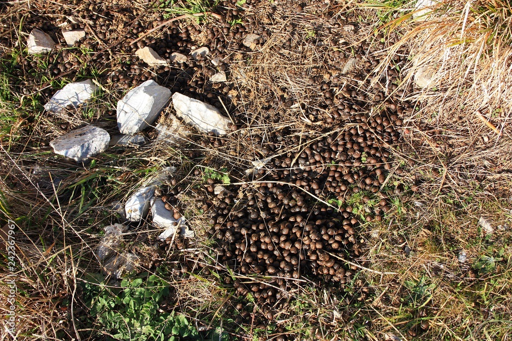 caca or feces of goat, mutton or sheep found in the mountains caca or feces of goat, mutton or sheep found in the mountains