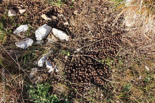 caca or feces of goat, mutton or sheep found in the mountains