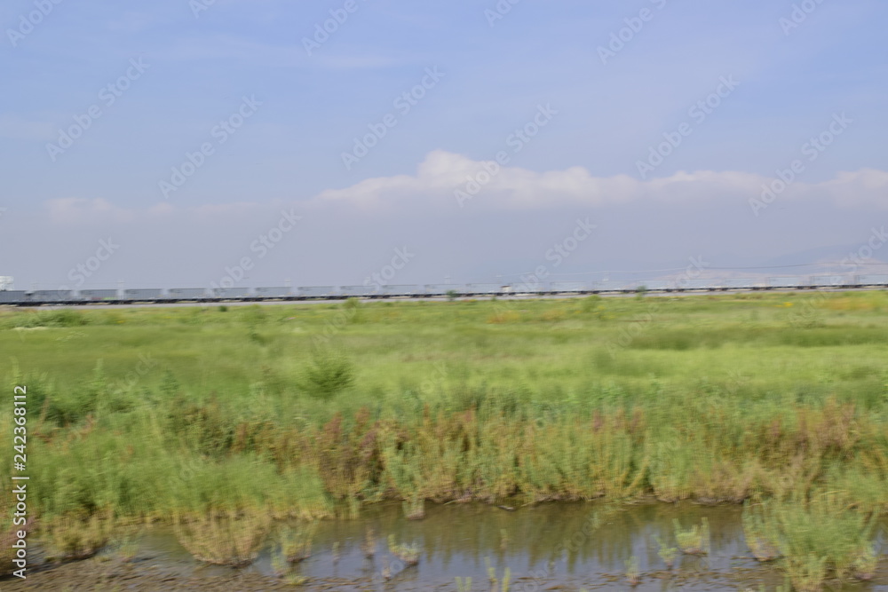 Pasto salado, Texcoco, distichlis spicata, lago Pasto salado, Texcoco, distichlis spicata, lago