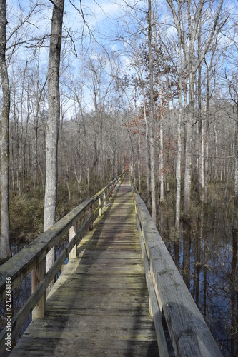 Dismal Swamp Boardwalk in Big Hill Pond State Park Tennessee © fredlyfish4