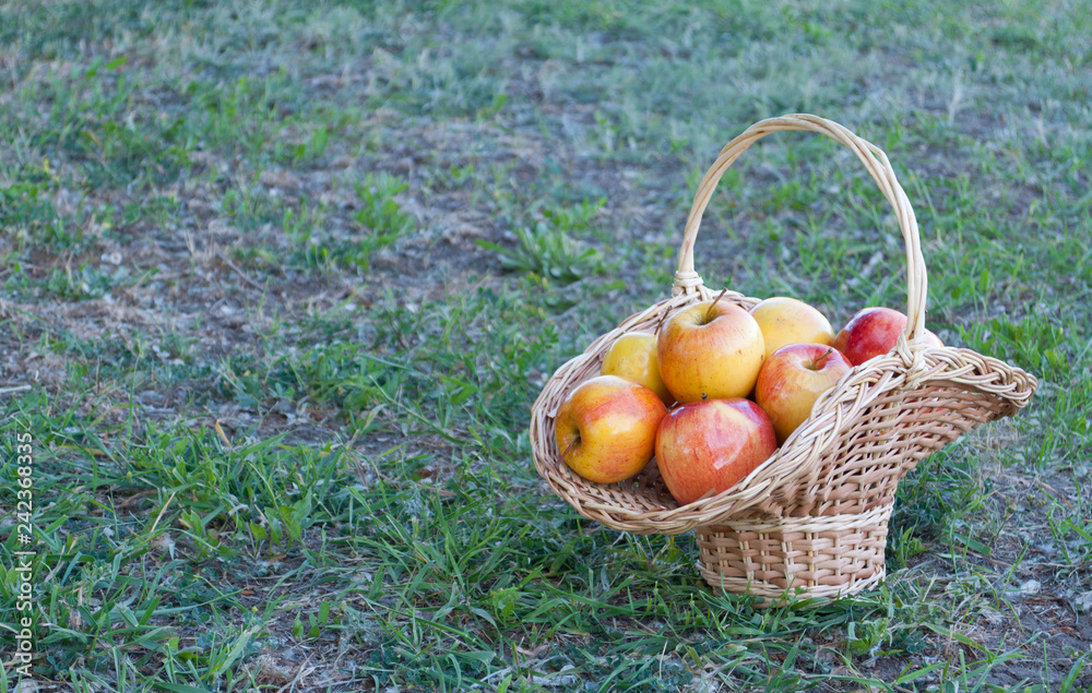 Wicker basket is woven of vines with yellow apples on the background of green grass, yellow ripe fruits, wicker straw, stone fence, climbing plant, summer vacation landscape still life weekend Wicker basket is woven of vines with yellow apples on the background of green grass, yellow ripe fruits, wicker straw, stone fence, climbing plant, summer vacation landscape still life weekend