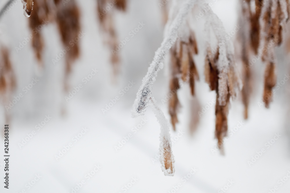 The tree branch covered with ice and snow in the winter. In soft focus