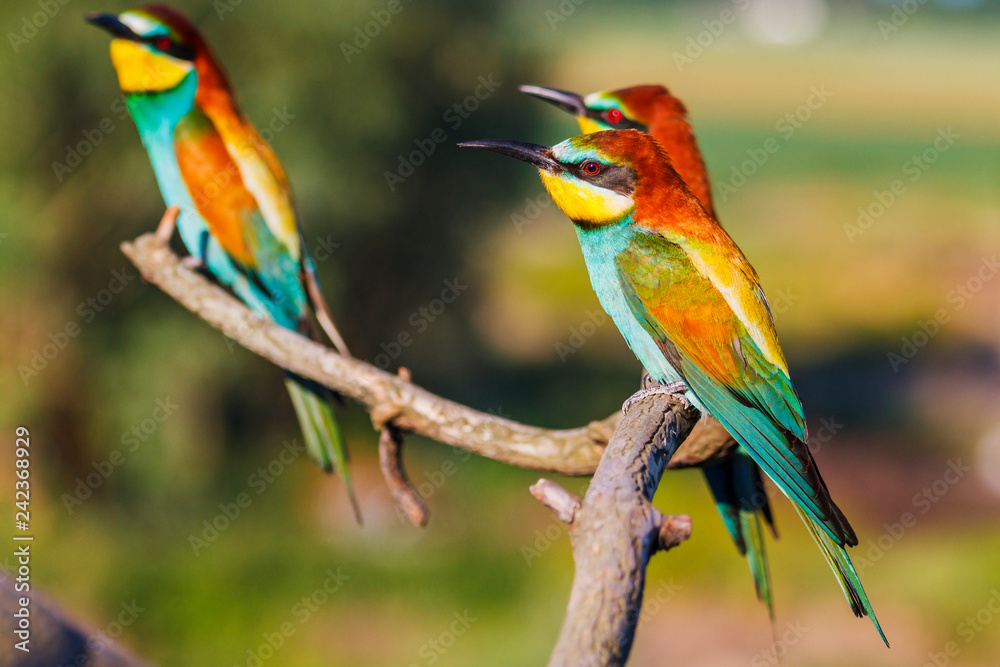 Fototapeta premium Three beautiful birds are sitting on a branch on a sunny day