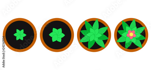 Growing flowering houseplant, top view. Vector illustration