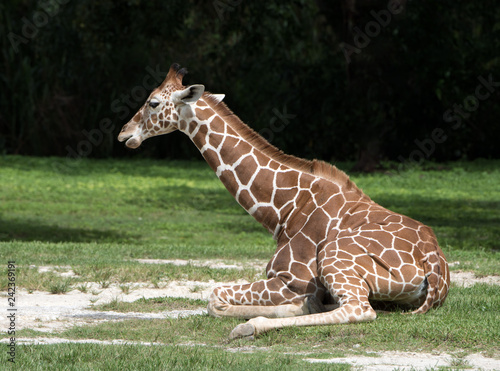 Young giraffe with tan colored and white square spotted coat is resting on green grass and sand with a dark green blurred background.
