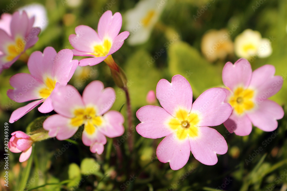 Pink primrose or primula vulgaris sibthorpii Pink primrose or primula vulgaris sibthorpii