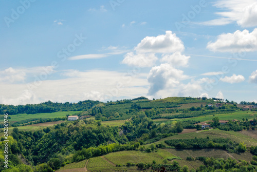 Vineyards in Langhe, Piedmont - Italy © Cosca