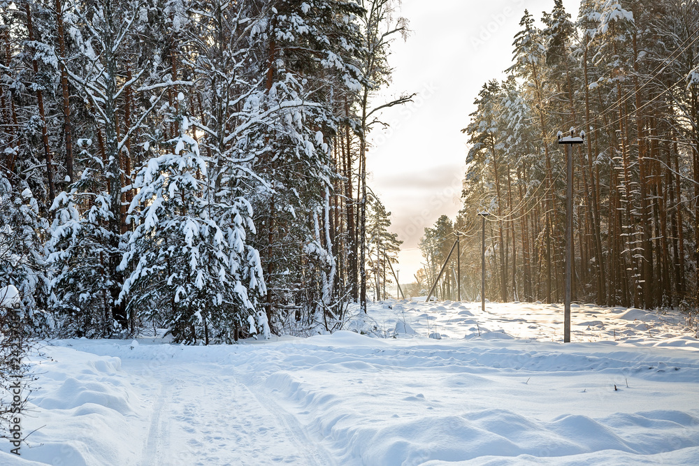 Fototapeta premium Winter country road to village. Deforestation, junction of power lines. glade for power line. Winter forest after snowfall. Snow falling from trees and power poles