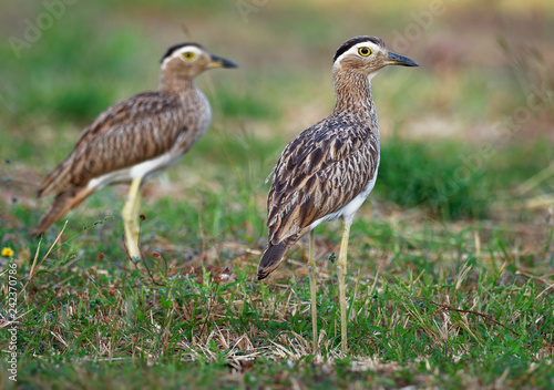 Double-striped Thick-knee - Burhinus bistriatus is stone-curlew family Burhinidae, resident breeder in Central and South America photo