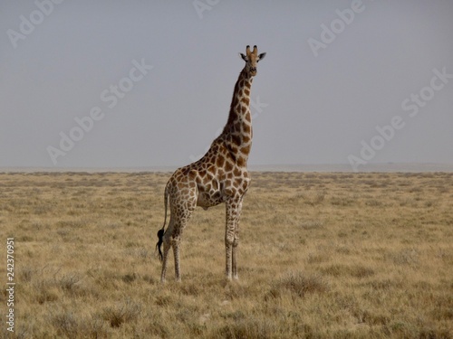 giraffe in national park Namibia africa