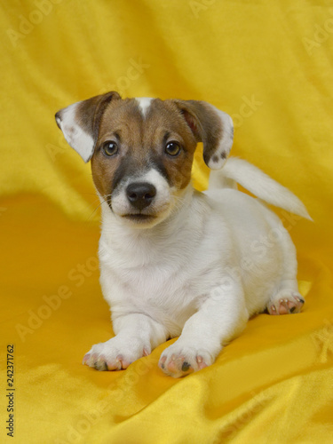 Jack Russell puppy dog sitting on yellow silk