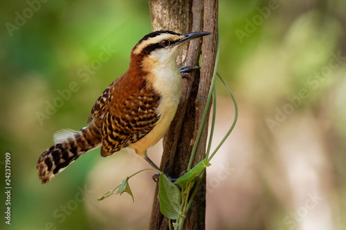 Rufous-naped Wren - Campylorhynchus rufinucha songbird of the family Troglodytidae photo