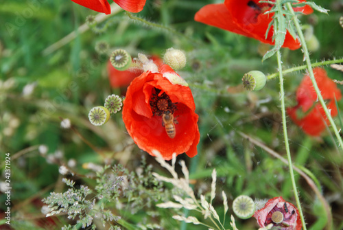 In a green meadow a red pavar photo