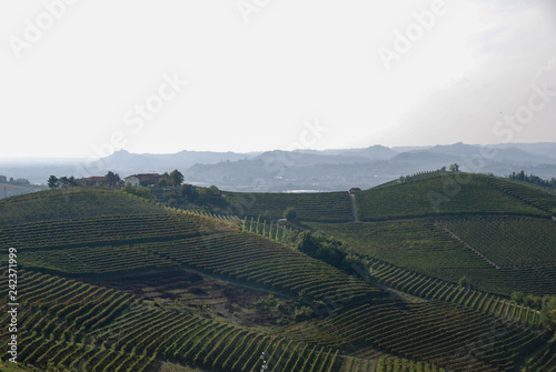 Hills of the Langhe near Barbaresco, Piedmont - Italy