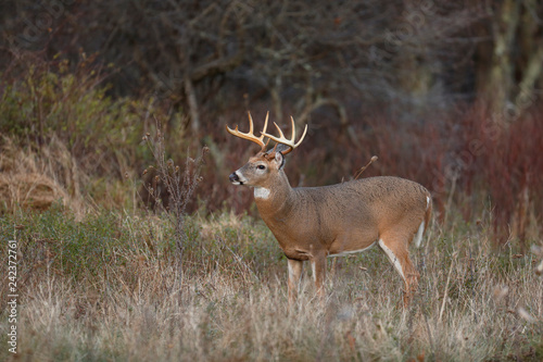 White-tailed Deer buck