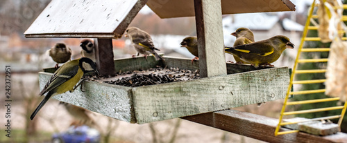 Εκτύπωση καμβά birds in the bird feeder