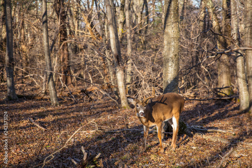 White-tailed Deer Buck