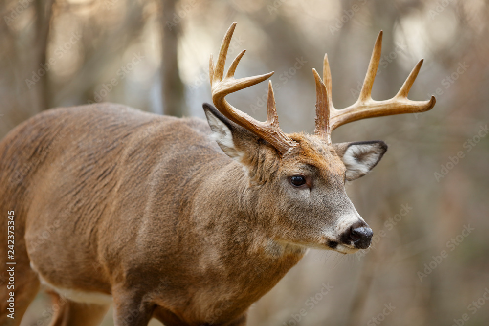Obraz premium White-tailed Deer Buck