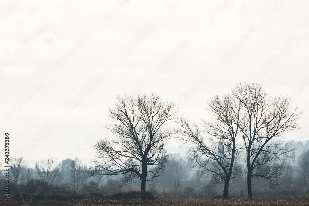 alberi alberi