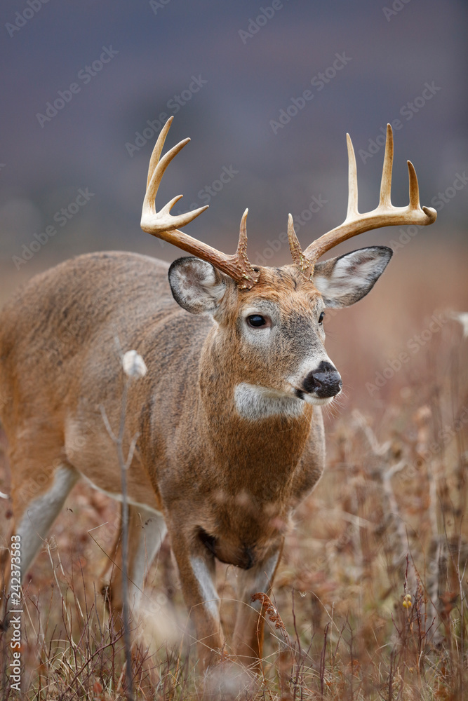 Fototapeta premium White-tailed Deer