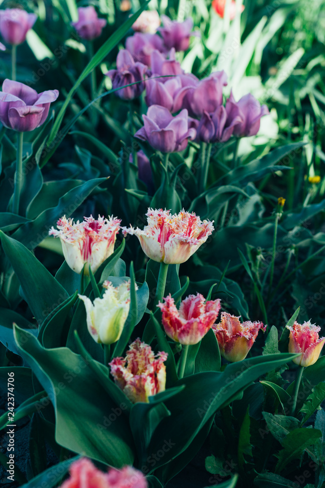 Fototapeta premium Beautiful multi-colored tulips grow in the ground, garden. flower bed in spring. day the sun shines