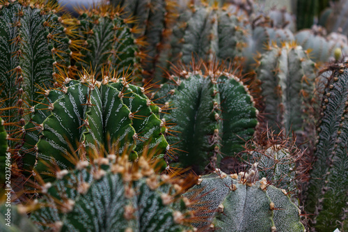 Cactus plants or Astrophytum asterias is a species of cactus plant in the genus Astrophytum at cactus farm. Nature Green Cactus Pot. Cactus patterns. Cactus plants Astrophytum with blurred background.