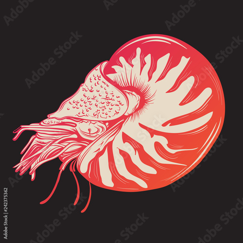 Vector hand drawn illustration of shellfish nautilus in realistic style. Trendy creative artwork in sketch style. Template for postcard banner poster print for t-shirt
