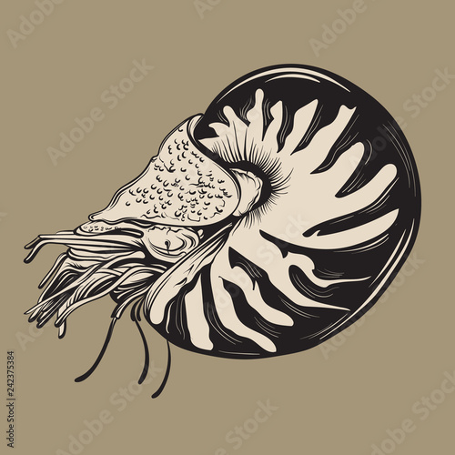 Vector hand drawn illustration of shellfish nautilus in realistic style. Trendy creative artwork in sketch style. Template for postcard banner poster print for t-shirt