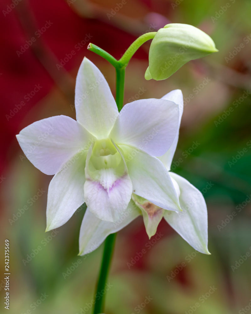 Fototapeta premium Orchid blooms