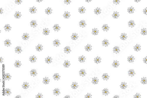 Oxeye Daisy, chamomile National flower of Denmark, Russia and Latvia