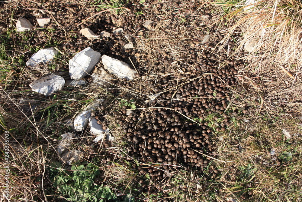 caca or feces of goat, mutton or sheep found in the mountains caca or feces of goat, mutton or sheep found in the mountains