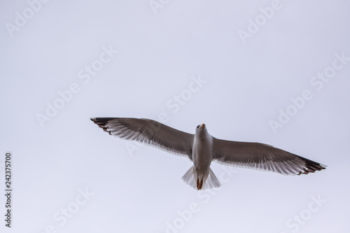 Möwe