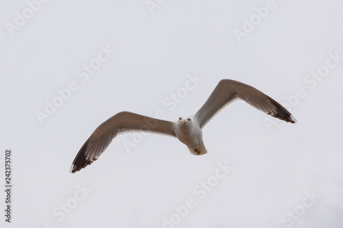 Möwe