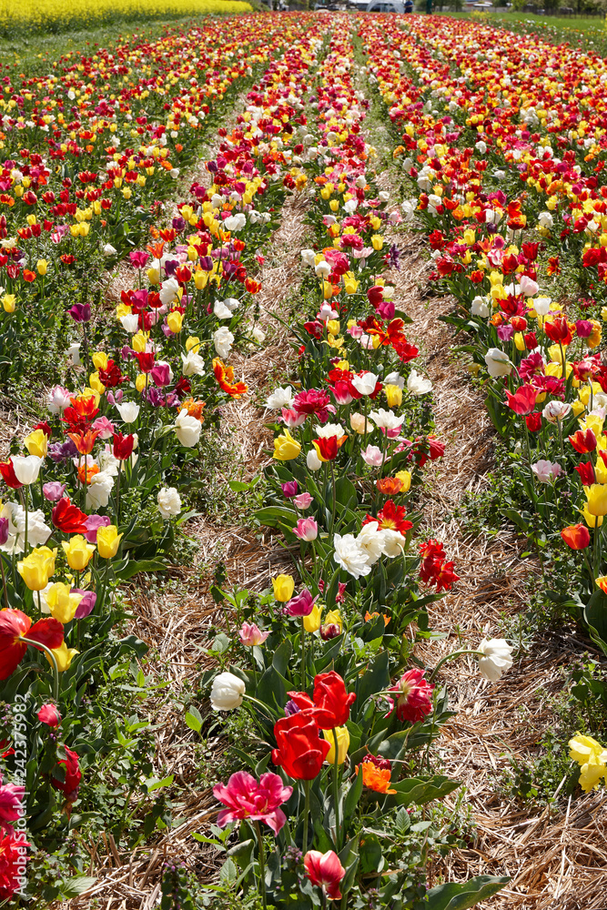 Blooming tulips at the plantation. Breeding of tulips for bulbs