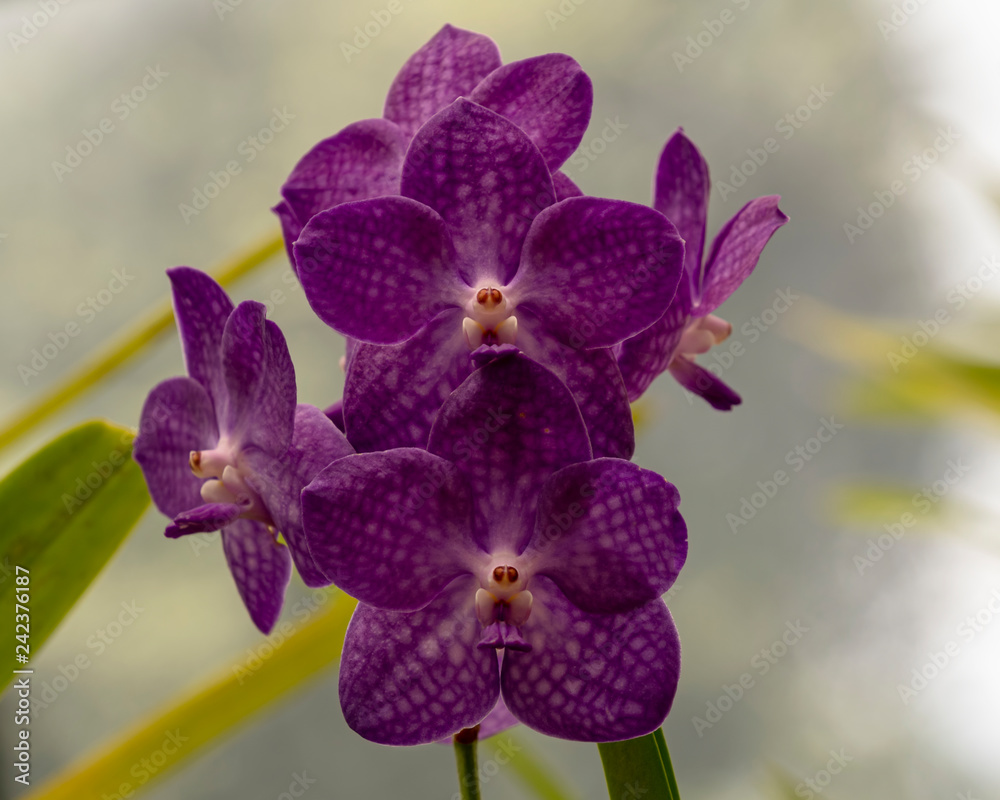 Orchid blooms Orchid blooms