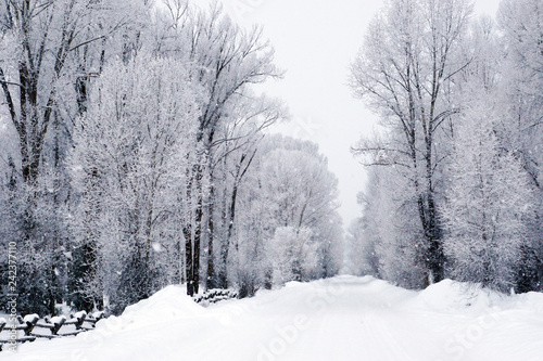 Snowy Lane © Madison Webb